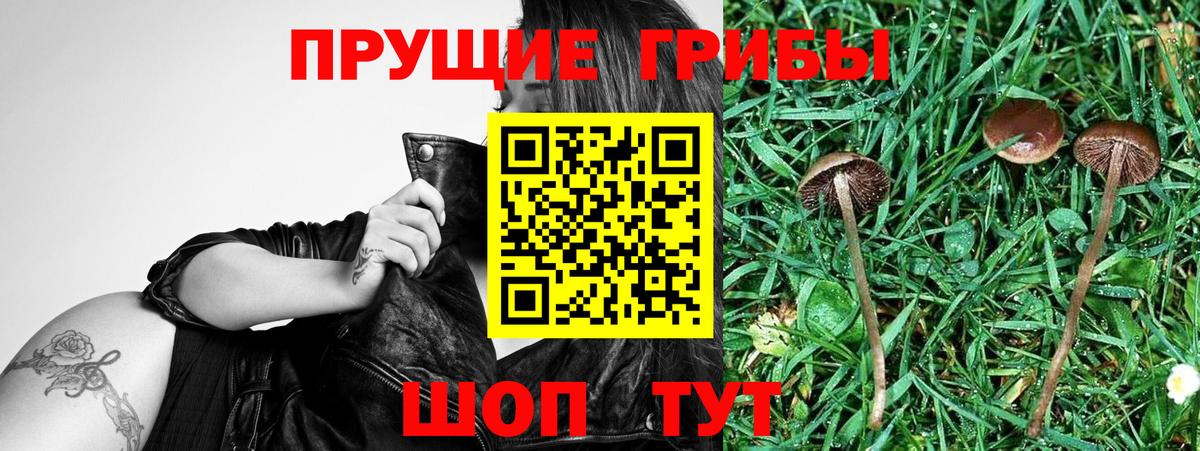 Псилоцибиновые грибы Psilocybe  Вход с VPN  Назрань  Псилоцибиновые грибы GOLDEN TEACHER 
